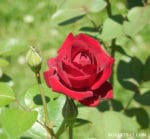 Red Rose - the Symbol of Pure Intentions